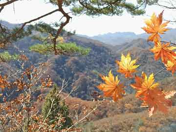 澳門(mén)今一必中一肖一碼西肖049期 06-11-22-36-39-49N：34,澳門(mén)今一必中一肖一碼西肖049期揭秘與解析，數(shù)字背后的玄機(jī)