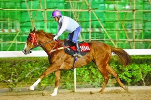 澳門今晚開特馬四不像圖,澳門今晚開特馬四不像圖，揭示違法犯罪的危害與應(yīng)對之策