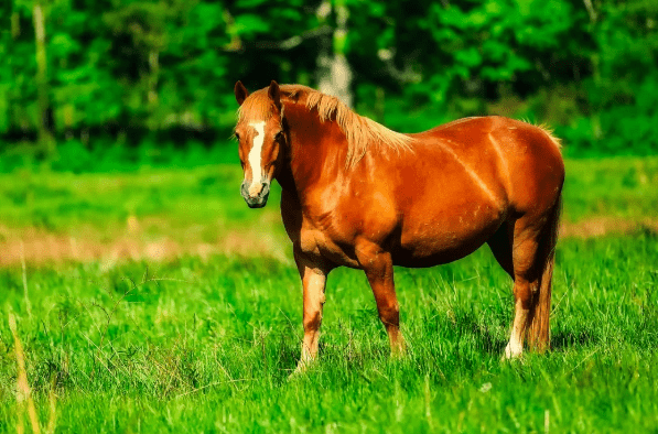 2024今晚澳門開特馬四不像,探索澳門特馬，四不像的魅力與期待