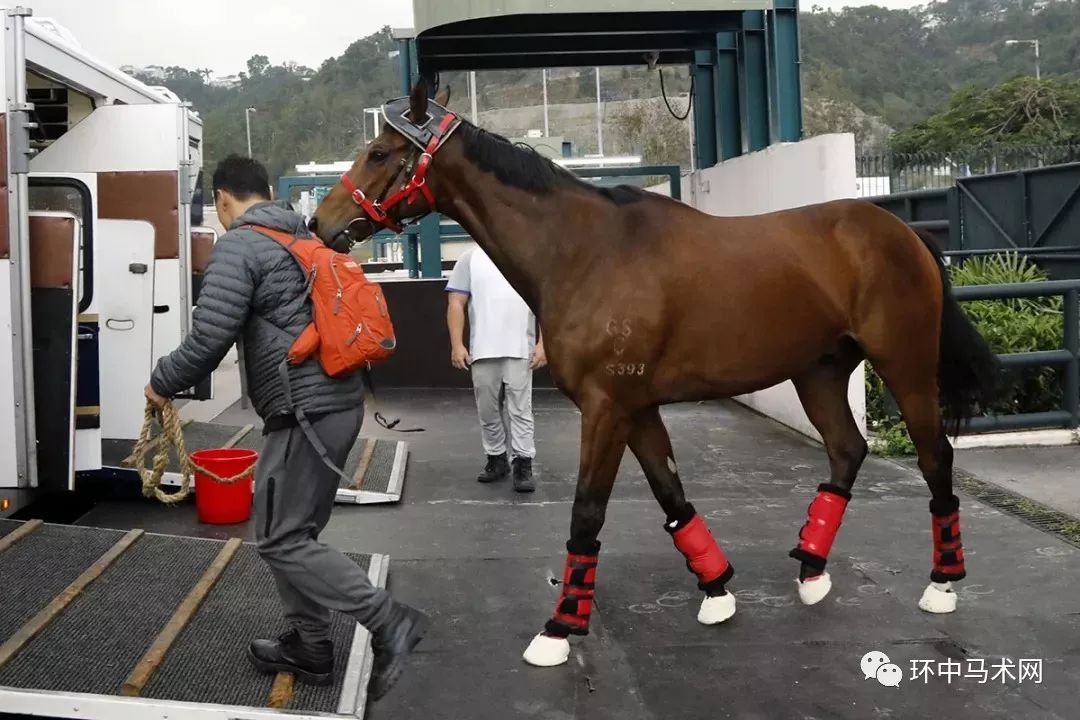 香港馬買馬網(wǎng)站www,香港馬買馬網(wǎng)站——探索賽馬世界的門戶