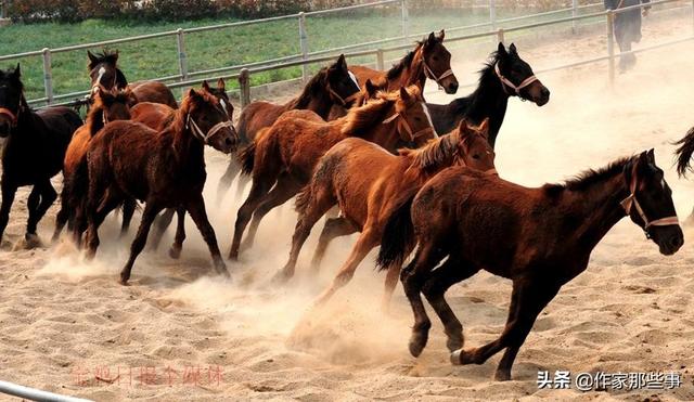 今晚澳門特馬開什么今晚四不像,今晚澳門特馬開什么，探索未知與理性看待四不像