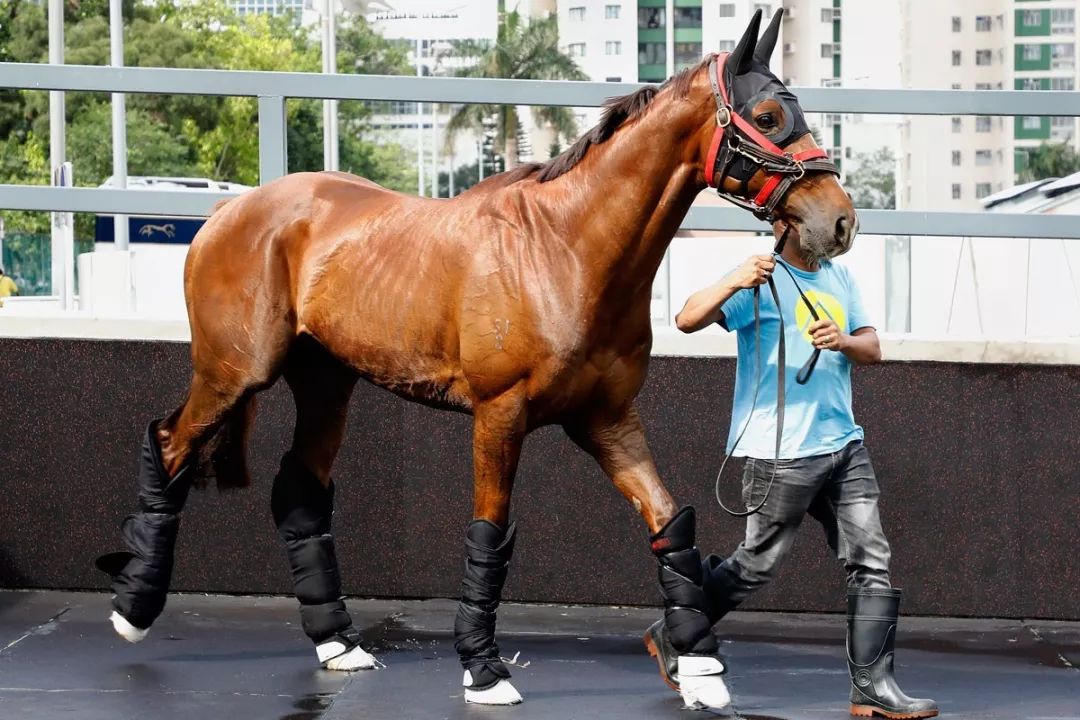 今晚澳門特馬開什么今晚四不像,今晚澳門特馬開什么，探索未知的神秘之旅