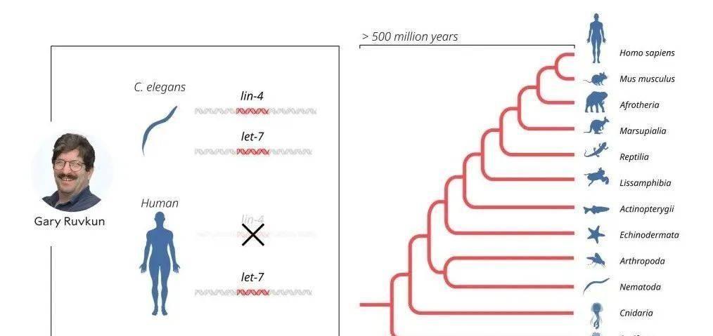 2024香港內(nèi)部最準(zhǔn)資料,揭秘香港內(nèi)部最準(zhǔn)資料，深度解讀香港未來(lái)藍(lán)圖（2024展望）