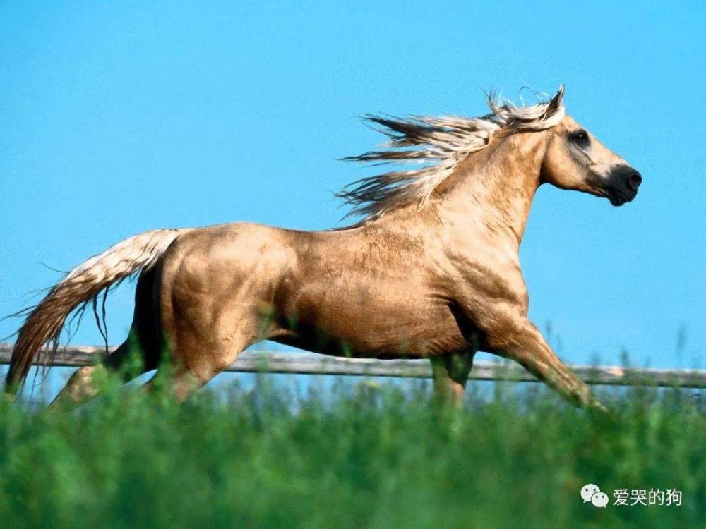 今晚澳門特馬開什么今晚四不像,探索未知的幸運，今晚澳門特馬開什么與四不像的魅力