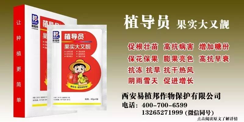 澳門王中王100%期期中一期,澳門王中王100%期期中一期，揭秘彩票背后的秘密與策略探討