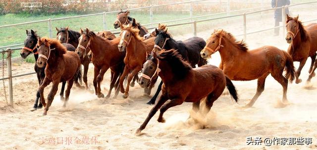 2025今晚澳門開特馬四不像,探索未知，今晚澳門特馬四不像的奧秘（2025年）