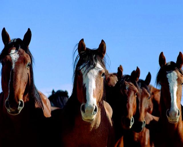 今晚澳門特馬必開一肖,今晚澳門特馬必開一肖，探索生肖與馬術(shù)文化的神秘交融