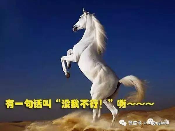 今晚澳門馬出什么特馬,今晚澳門馬出什么特馬，探索澳門賽馬世界的神秘面紗