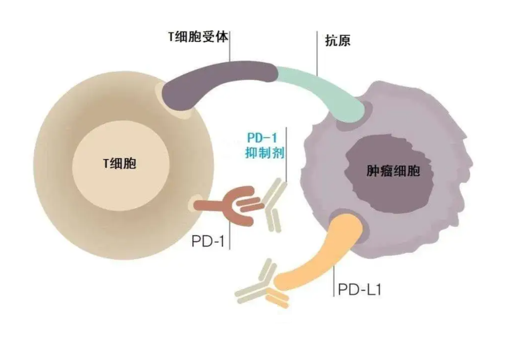 新澳精準(zhǔn)資料免費(fèi)提供265期003期 11-22-07-39-42-18T：06,新澳精準(zhǔn)資料免費(fèi)提供，探索第265期與第003期的奧秘（11-22-07-39-42-18T，06）